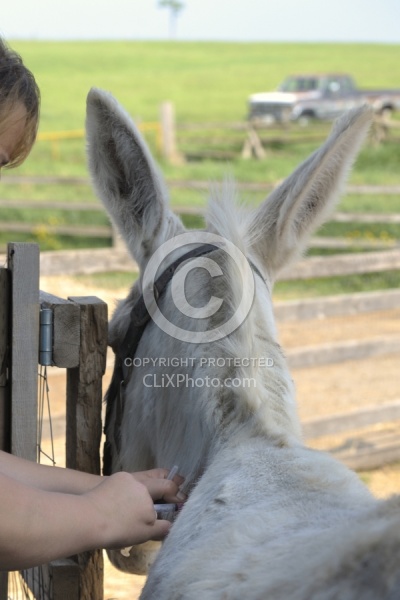 Vet Treating Donkey