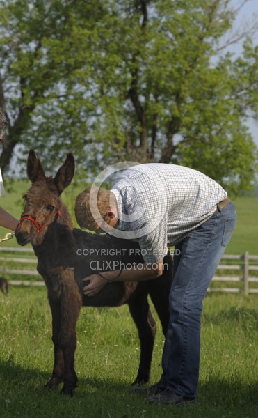 Vet Treating Donkey