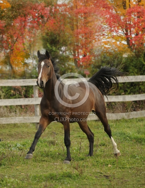 Young Warmblood Free Running in Fall