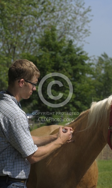 Vet Giving Vaccinations