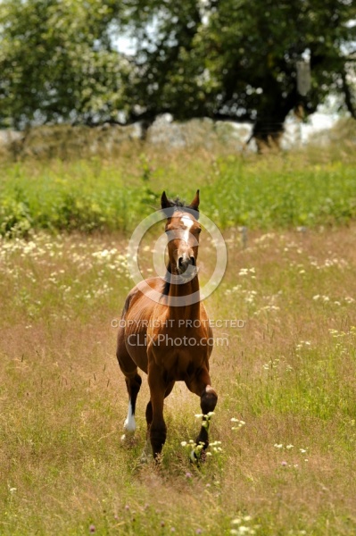 Oldenburg Yearling Pangea farms