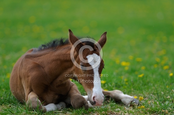 Canadian Sport Horse Foal