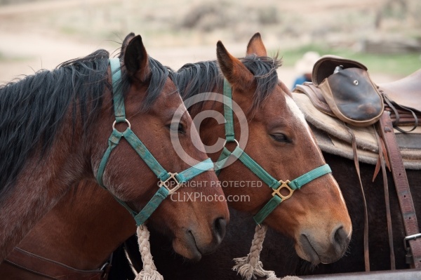 Sleeping Standing Up