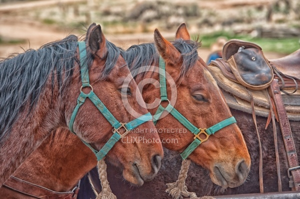 Sleeping Standing Up