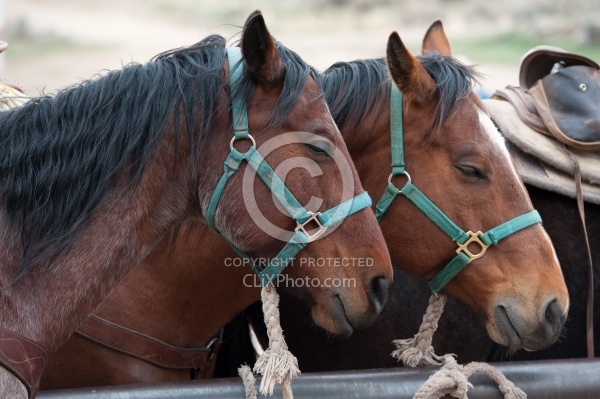 Sleeping Standing Up