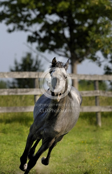 Spring Summer vertical