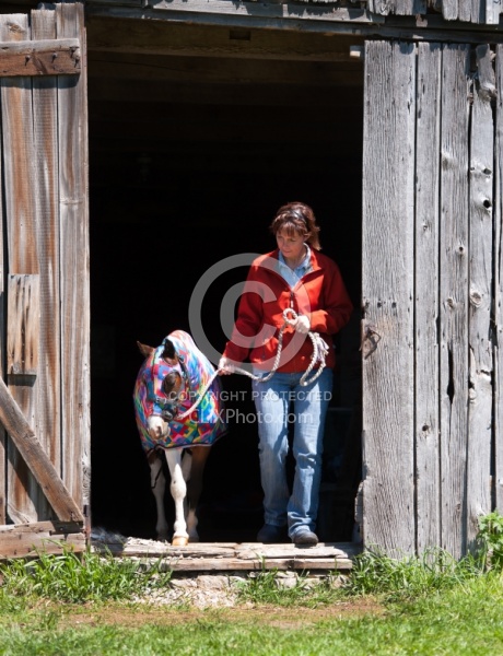 Miniature Horse in Slinky at Dakota Winds