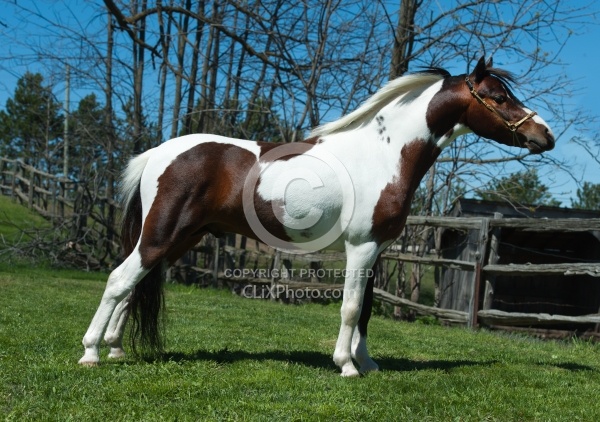 Miniature Horse Conformation