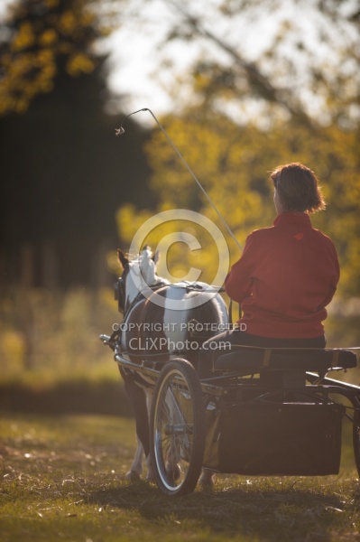 Miniature Horse Driving