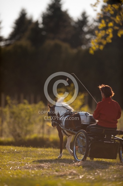 Miniature Horse Driving
