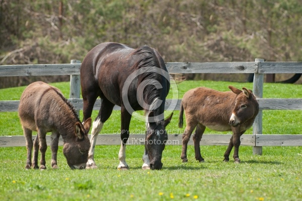 Donkeys and Horse in Paddock