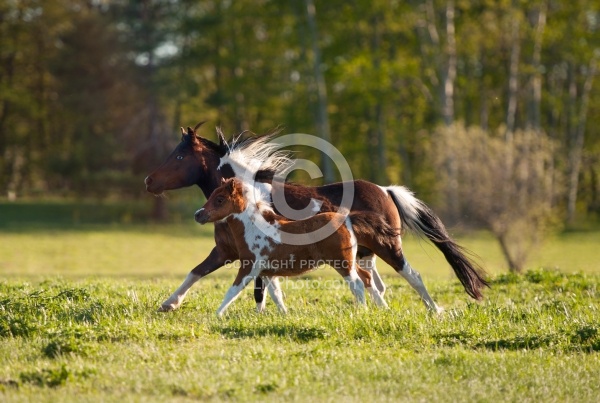 Miniature Horse Mare and Foal Free Running