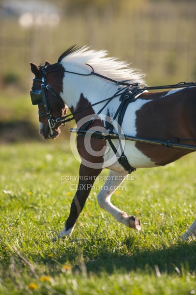 Miniature Horse Driving