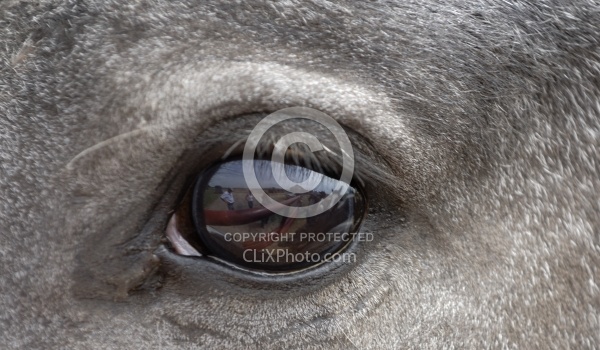 Nokota Horses Eye