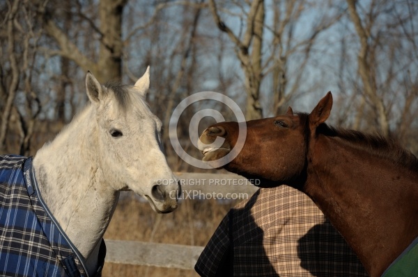 Biting Other Horses
