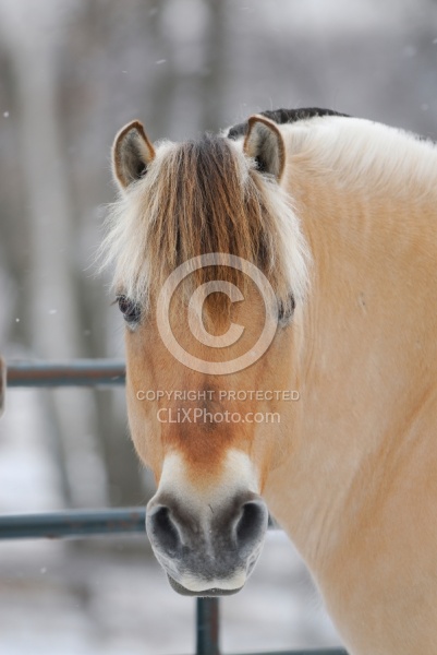 Winter Portrait Norwegian Fjord