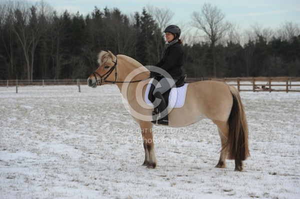 Norwegian Fjord Under Saddle