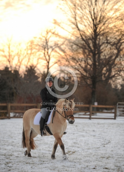 Norwegian Fjord Under Saddle