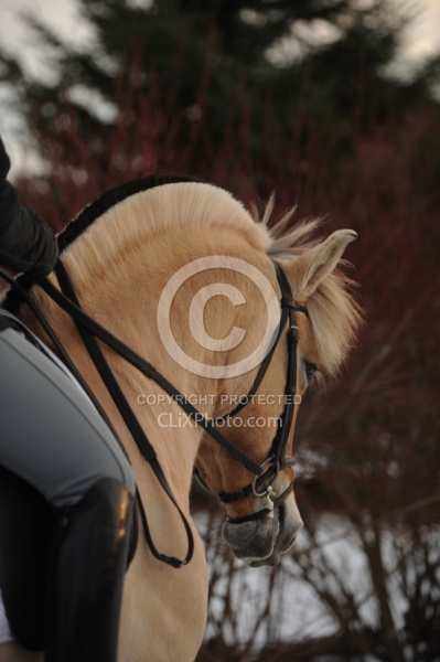 Norwegian Fjord Under Saddle