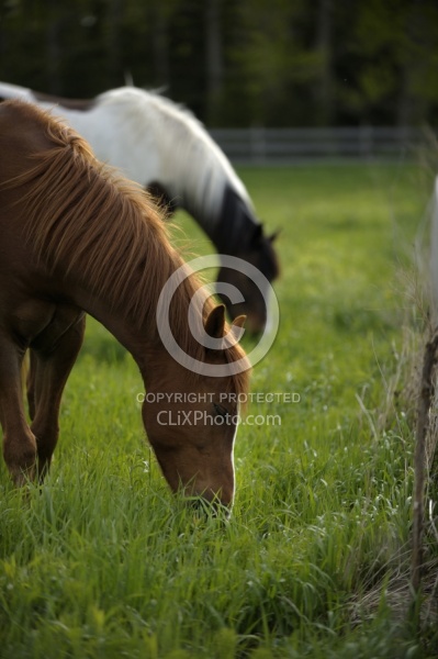 Home Horse keeping Grazing