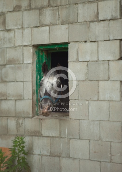 Stall Confinement,Quarantine