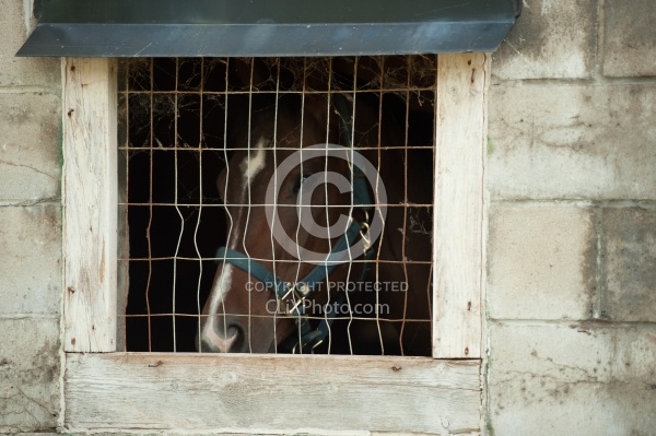 Stall Confinement,Quarantine
