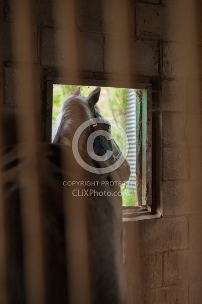 Stall Confinement,Quarantine