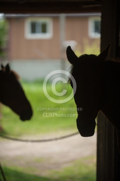 Stall Confinement,QuarantineDeb Peddars-Vet  Vaccines Quarantine
