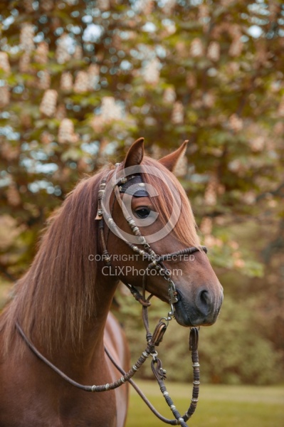 Peruvuan Horse Portrait Beaconhurst Stables