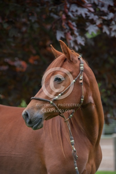 Peruvian Horse Portrait Beaconhurst Stables