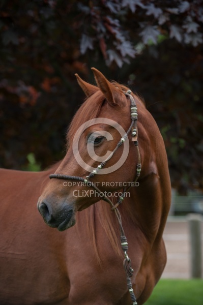 Peruvian Horse Portrait Beaconhurst Stables