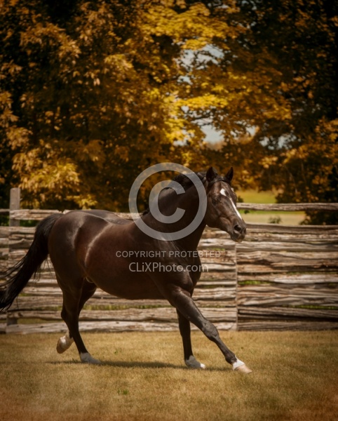 Oldenburg Pangea farms