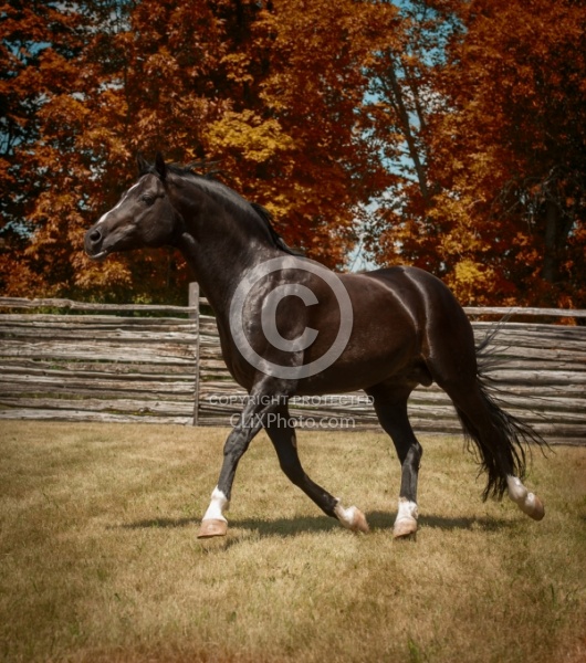 Oldenburg Pangea farms